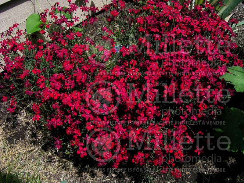 Dianthus Flashing Light aka Leuchtfunk (Garden Pinks) 3