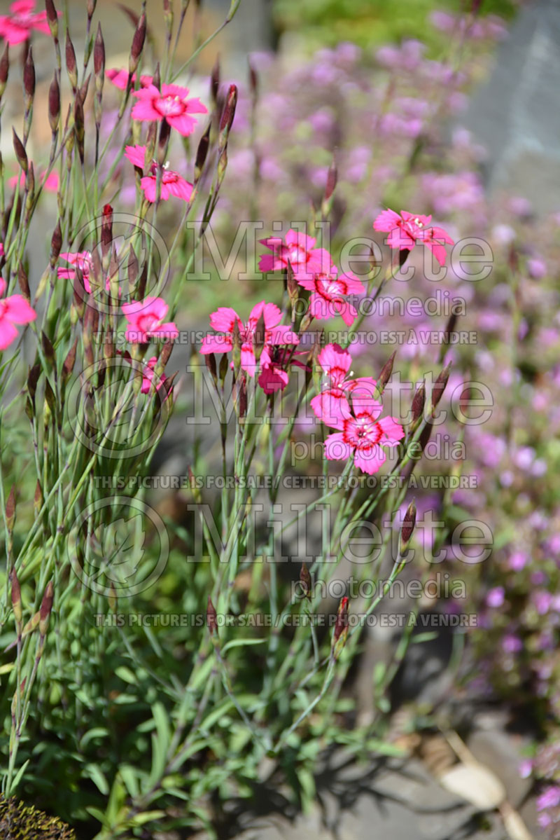 Dianthus Flashing Light aka Leuchtfunk (Garden Pinks) 1