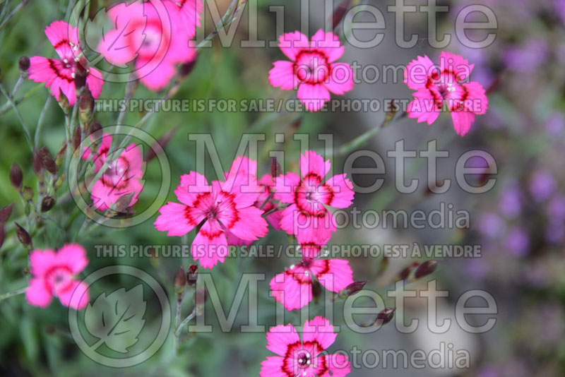 Dianthus Flashing Light aka Leuchtfunk (Garden Pinks) 2