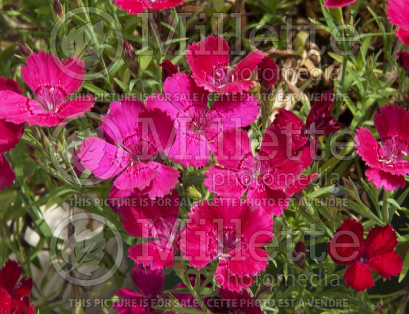 Dianthus Zing Rose (Garden Pinks) 1