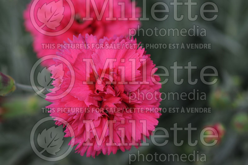 Dianthus Devon Cottage Waterloo Sunset (Garden Pinks) 1