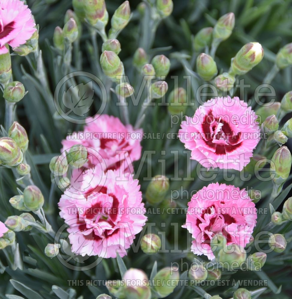 Dianthus Raspberry Surprise (Garden Pinks) 3