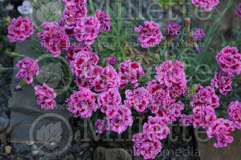 Dianthus Dragon Fruit (Scented pink) 1 