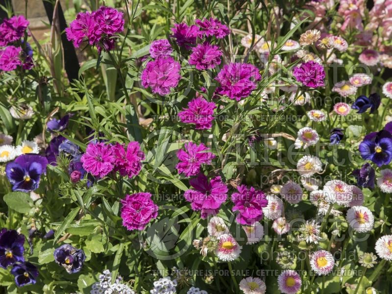 Dianthus Dynasty Orchid Mini Carnation (Garden Pinks) 1