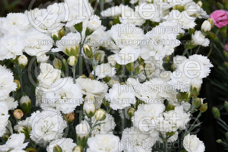 Dianthus Early Bird Frosty (Garden Pinks) 1