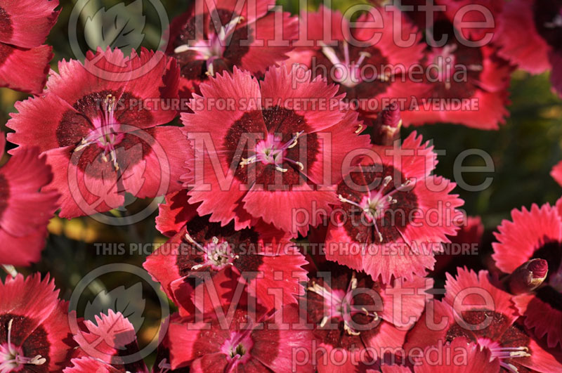 Dianthus Eastern Star or Red Dwarf (Garden Pinks) 2