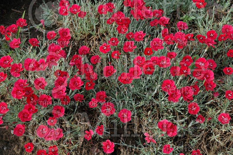 Dianthus Eastern Star or Red Dwarf (Garden Pinks) 1