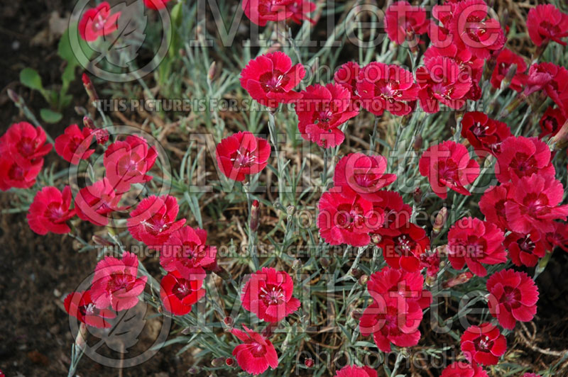 Dianthus Eastern Star or Red Dwarf (Garden Pinks) 3