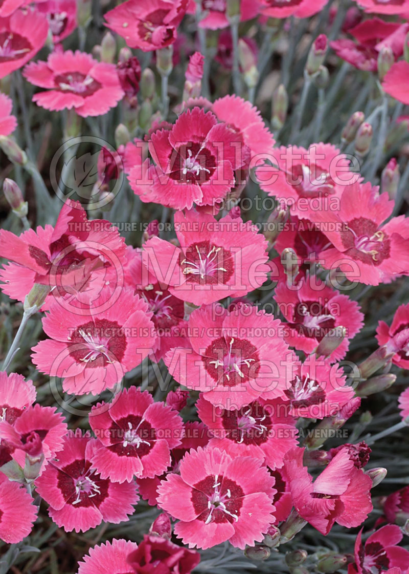 Dianthus Eastern Star or Red Dwarf (Garden Pinks) 6