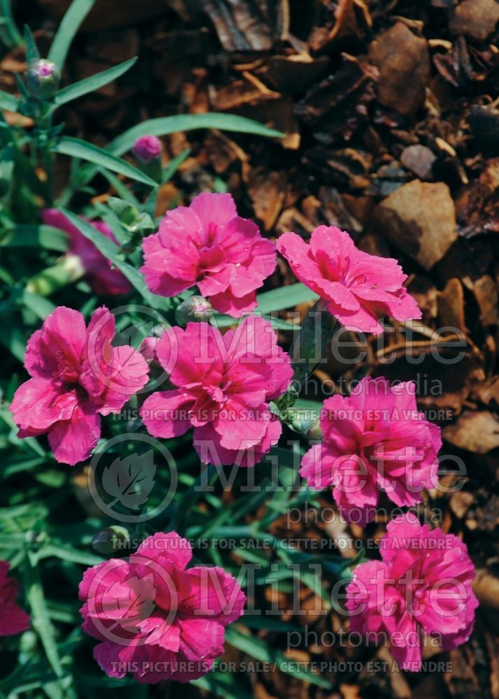Dianthus Everlast Dark Pink (Garden Pinks) 1