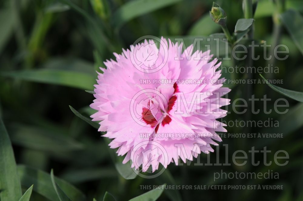 Dianthus Everlast Lavender + Eye or KLEDG10117 (Pink) 1 