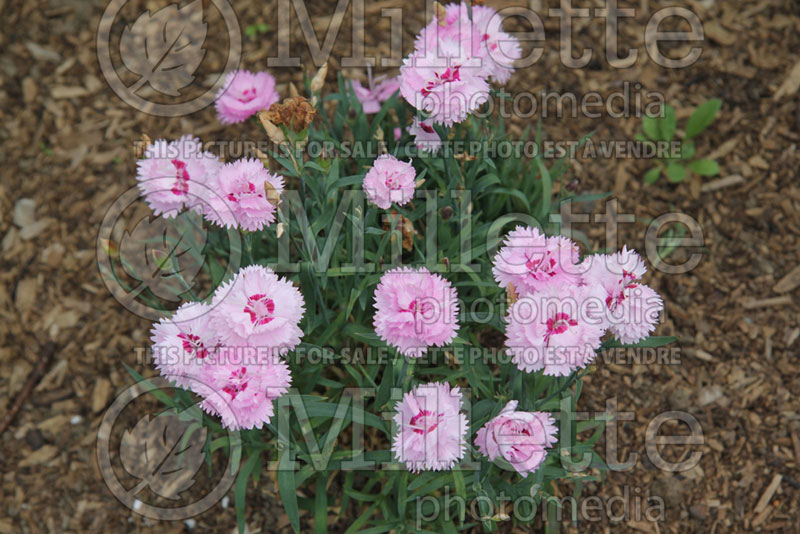 Dianthus Everlast Lavender + Eye or KLEDG10117 (Pink) 2 