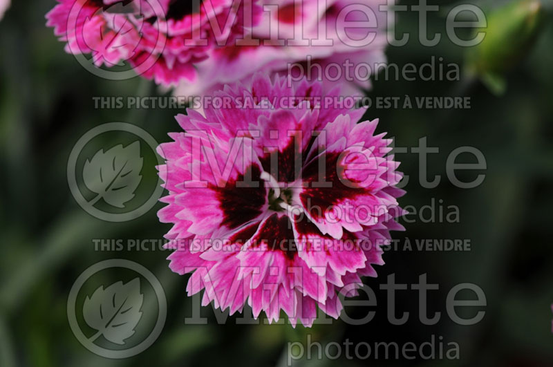 Dianthus Everlast Lilac + Eye or KLEDG10118 (Pink) 1 