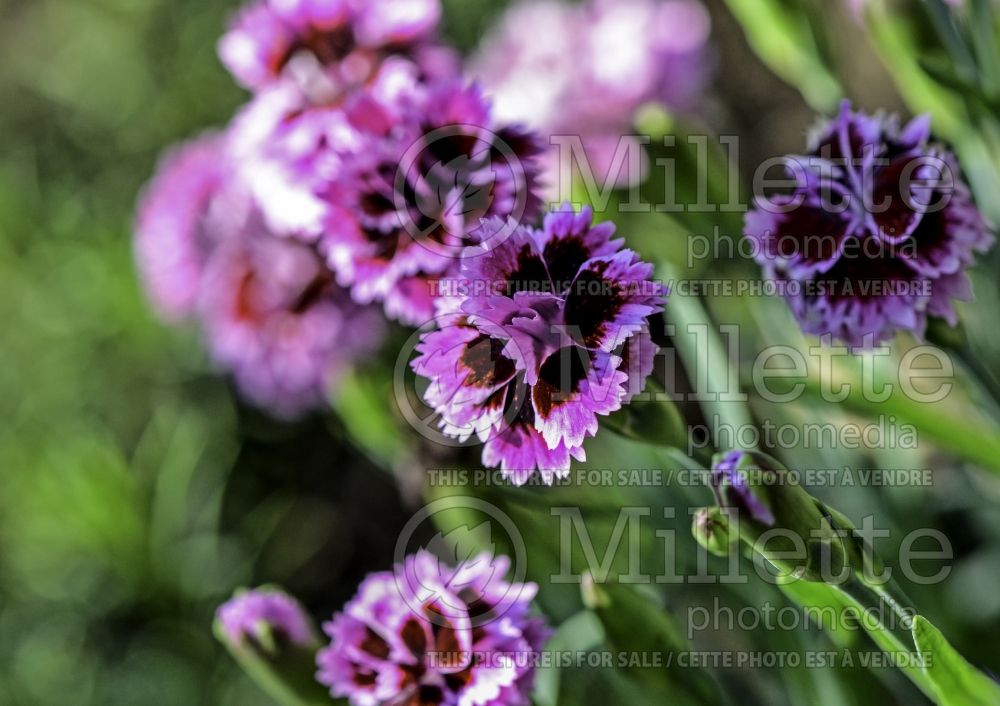 Dianthus Everlast Lilac Eyes (Garden Pinks) 1