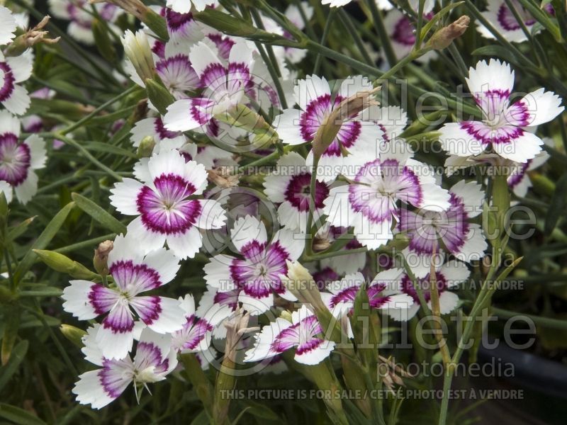 Dianthus Fire and Ice (Garden Pinks) 2