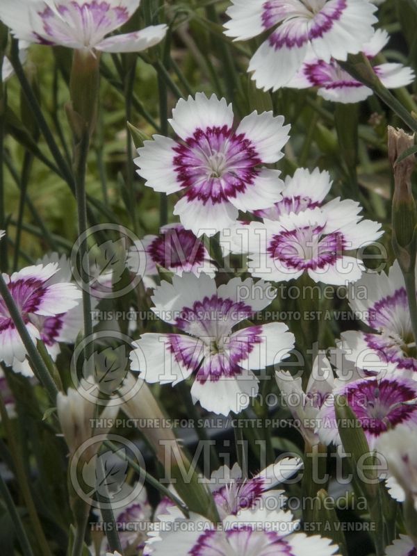 Dianthus Fire and Ice (Garden Pinks) 1