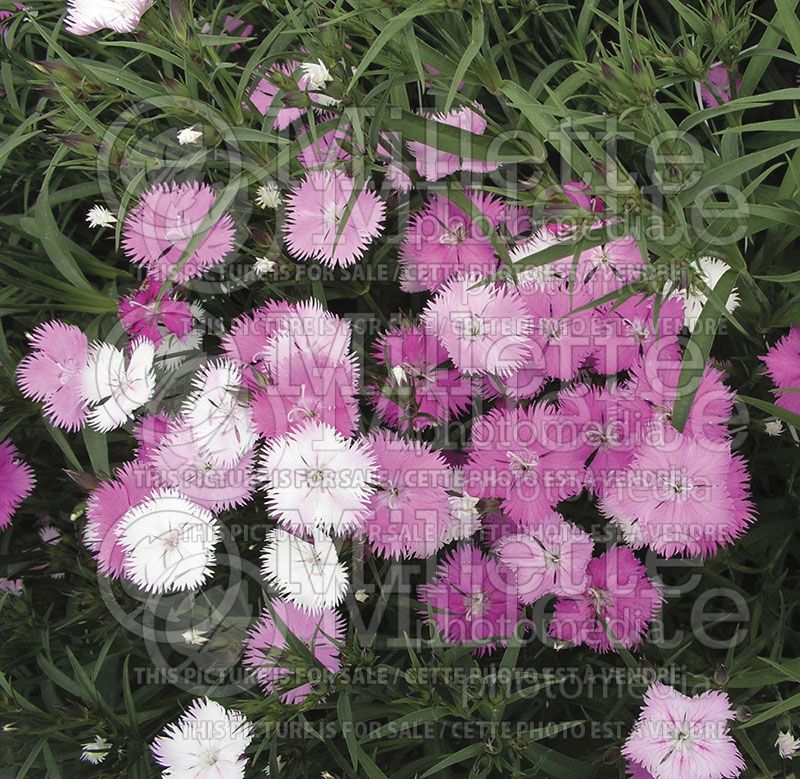 Dianthus First Love (Garden Pinks)  3