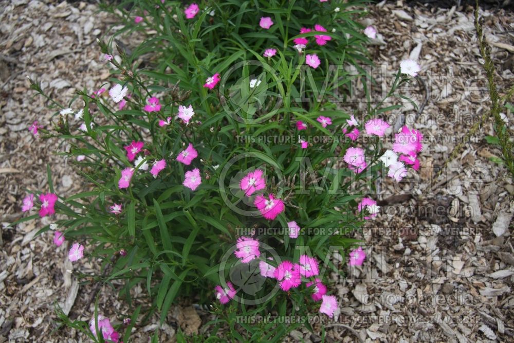 Dianthus First Love (Garden Pinks)  1