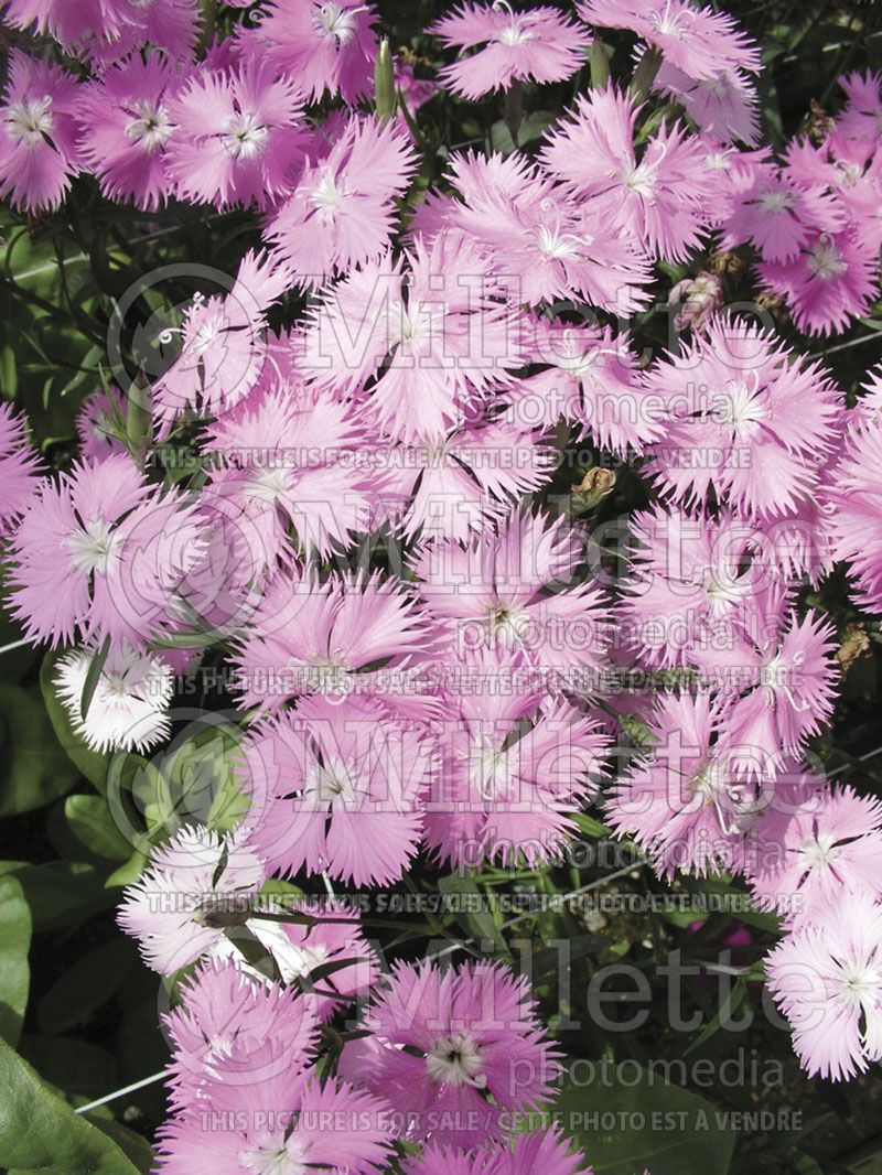 Dianthus First Love (Garden Pinks)  4