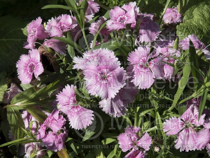 Dianthus Floral Lace Light Pink (Garden Pinks) 1