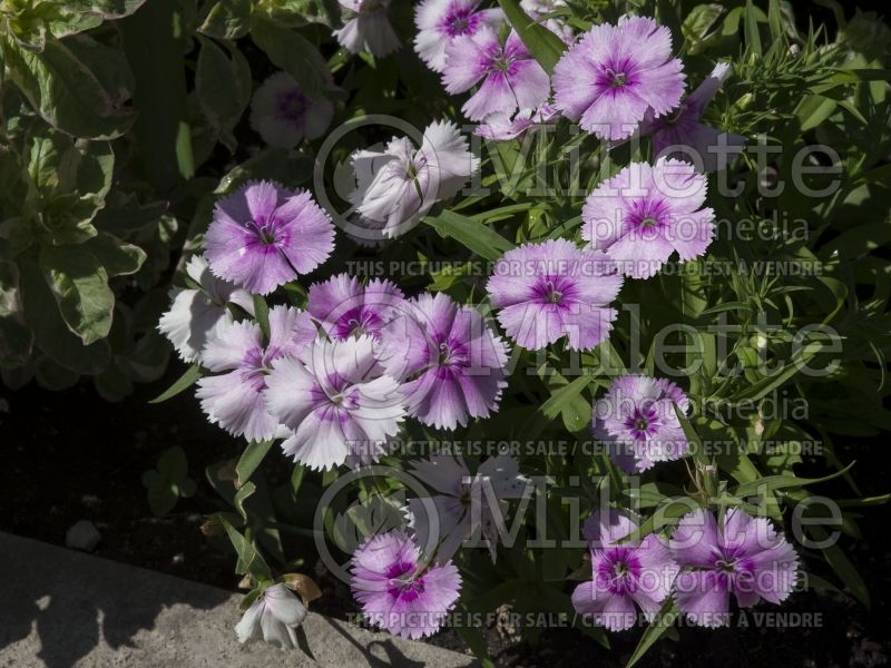 Dianthus Floral Lace Pearl (Garden Pinks) 2