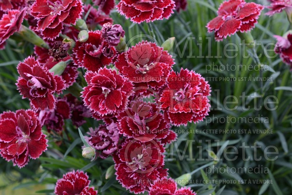 Dianthus Fruit Punch Black Cherry Frost (Pinks) 1 