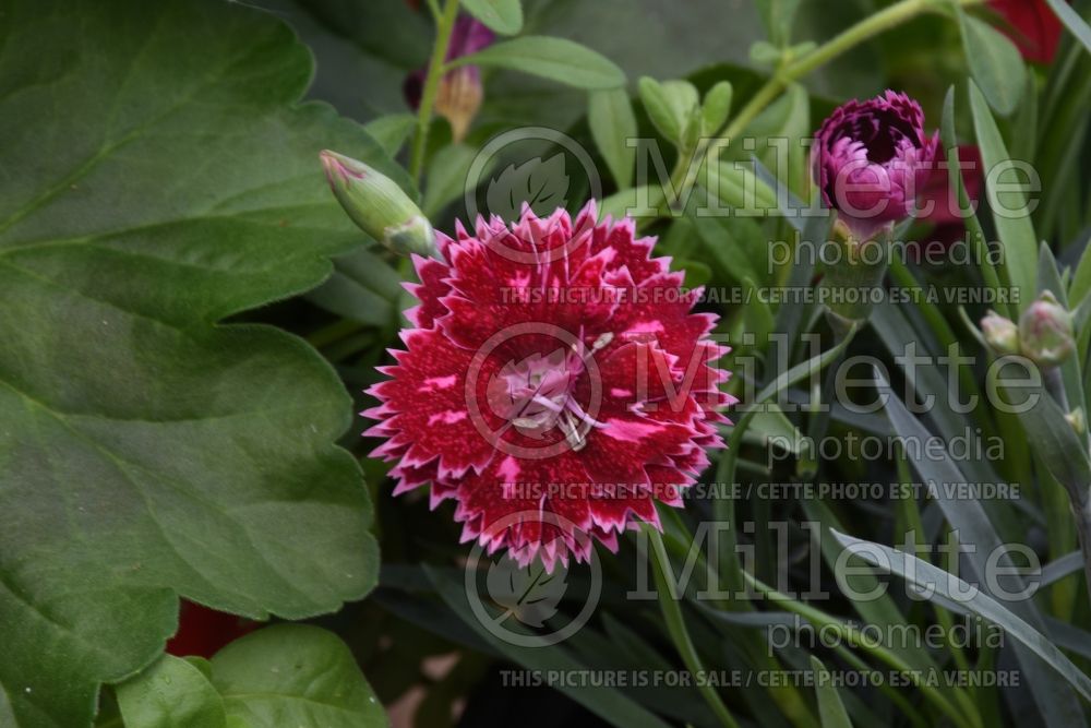 Dianthus Fruit Punch Black Cherry Frost (Pinks) 2 