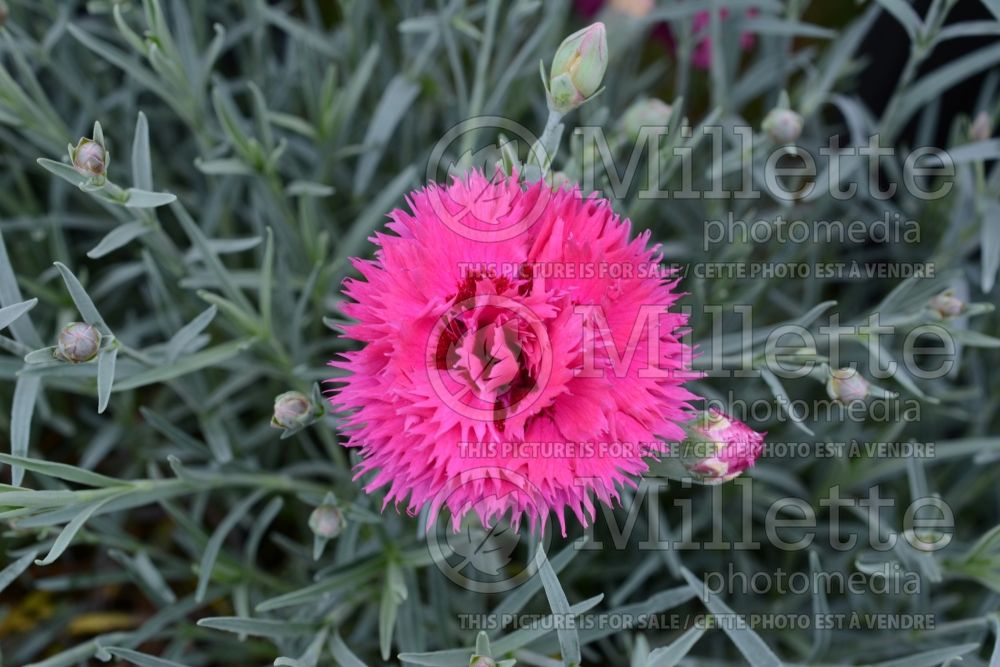 Dianthus Fruit Punch Spiked Punch (Pink) 1 