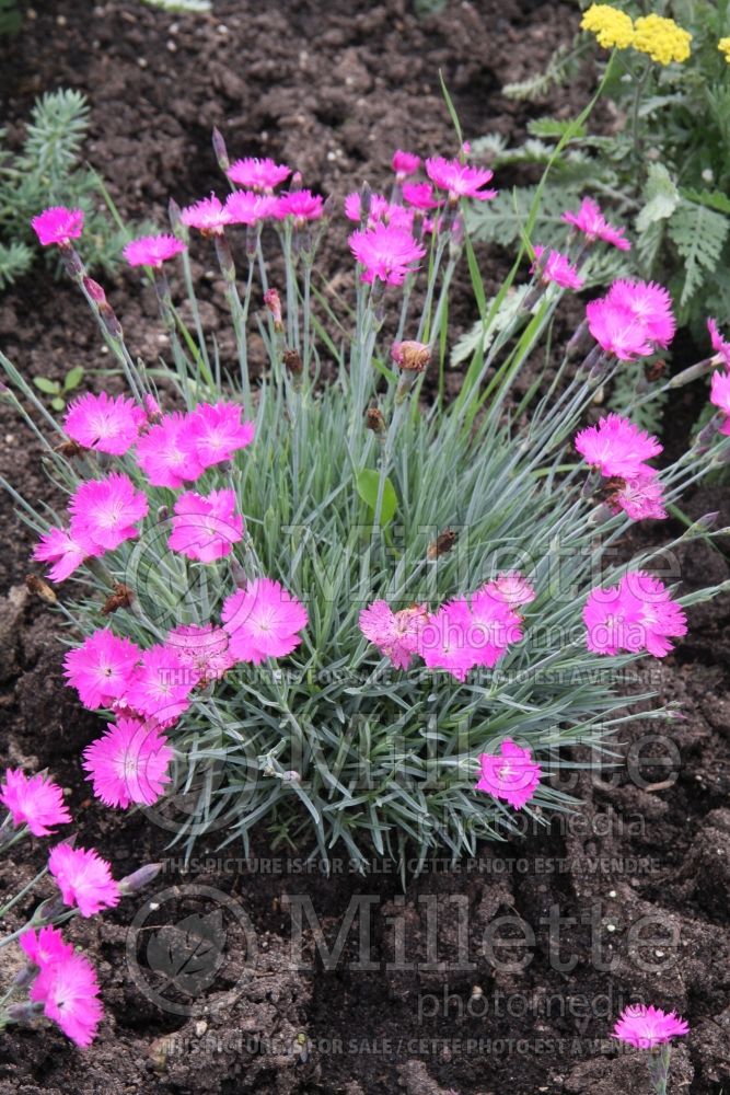 Dianthus Firewitch (Garden Pinks) 2