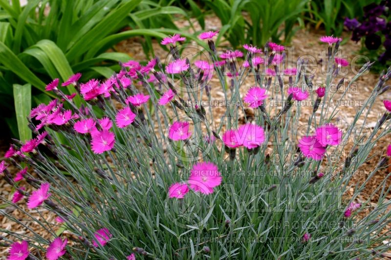 Dianthus Firewitch (Garden Pinks) 5