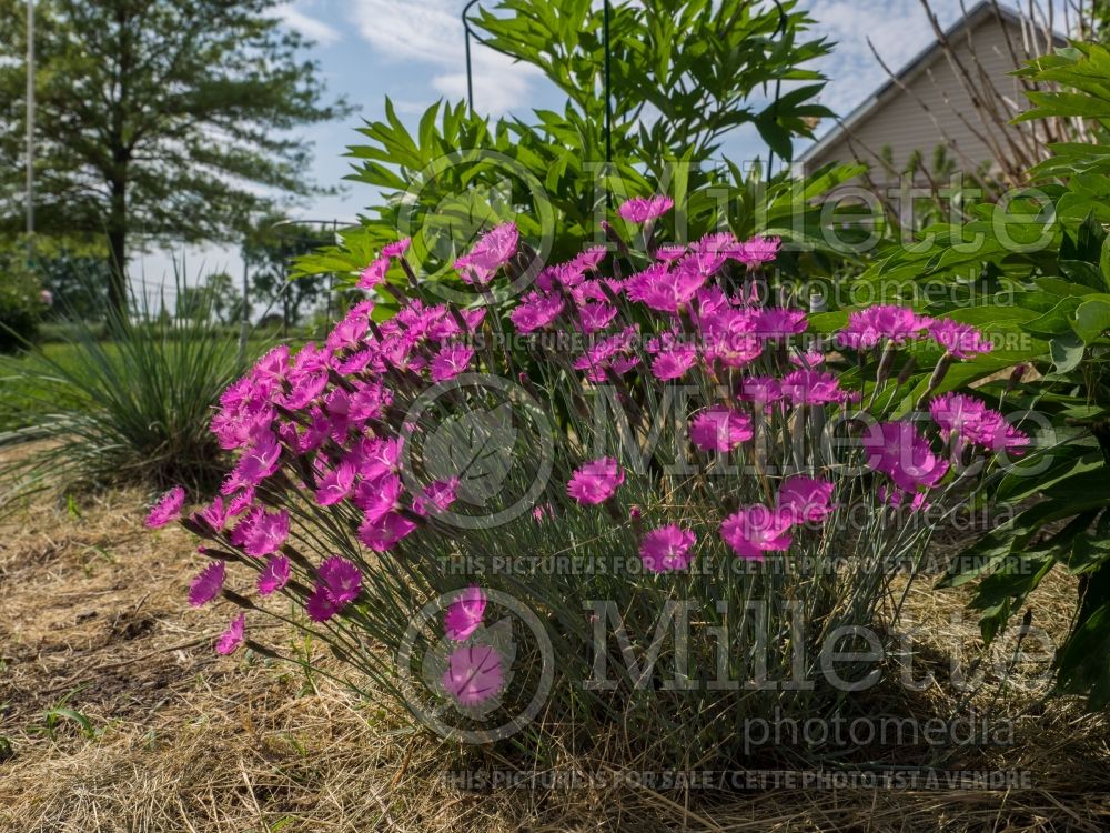 Dianthus Firewitch (Garden Pinks) 8