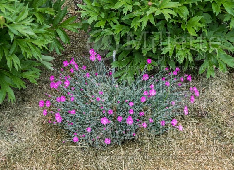 Dianthus Firewitch (Garden Pinks) 10