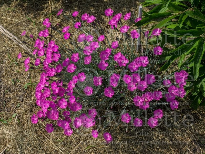 Dianthus Firewitch (Garden Pinks) 9