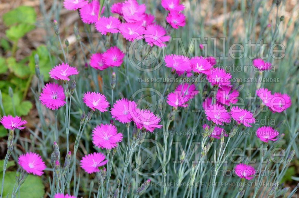 Dianthus Firewitch (Pink) 7 