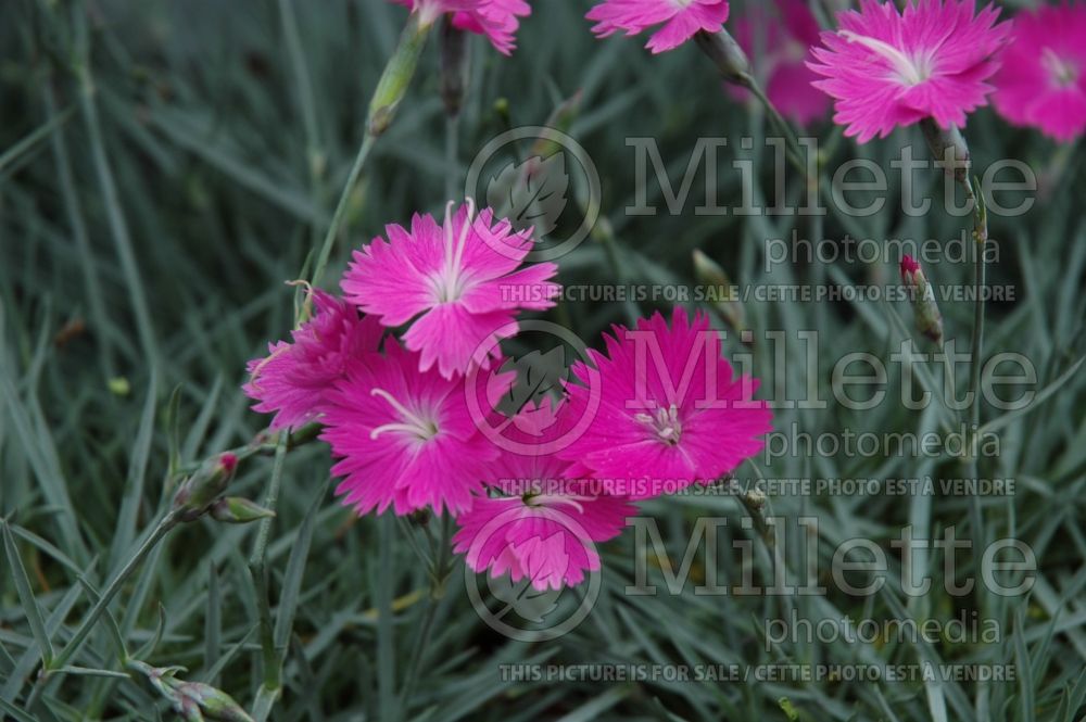 Dianthus Firewitch (Garden Pinks) 3