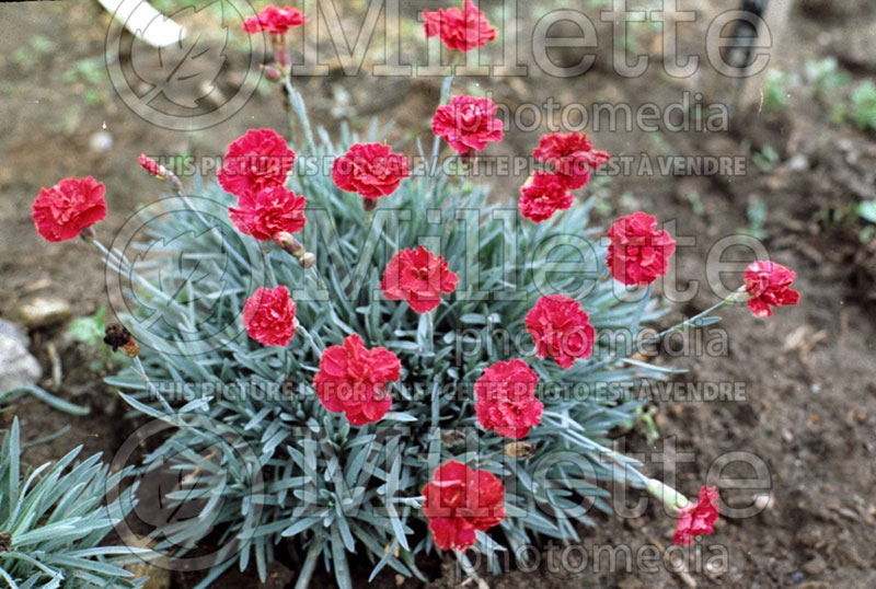 Dianthus Frosty Fire (Pink) 2 