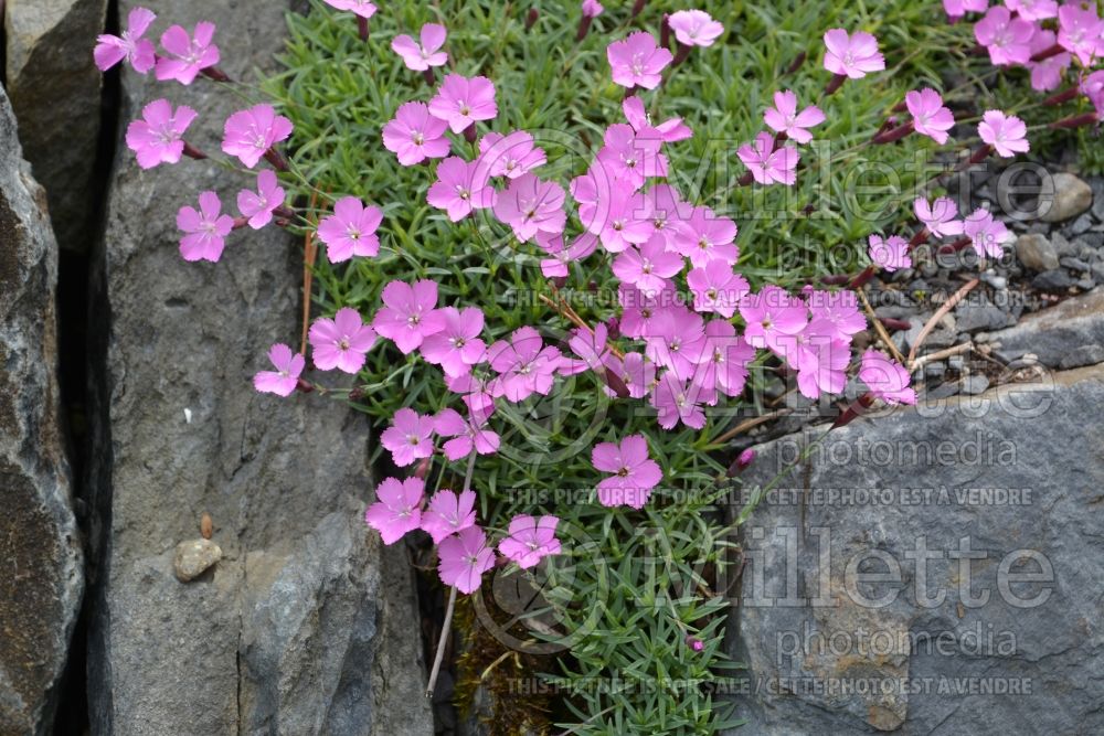 Dianthus La Bourboule (Garden Pinks) 1