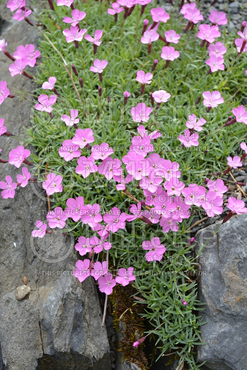 Dianthus La Bourboule (Garden Pinks) 2