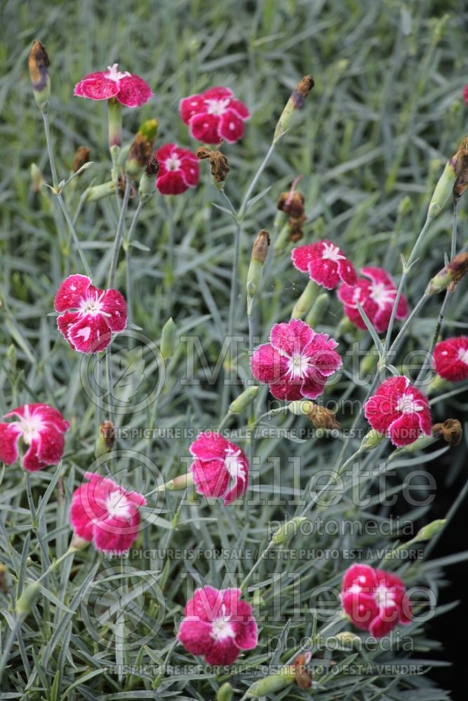Dianthus Snaps in Wine (Carnation China Pinks) 1