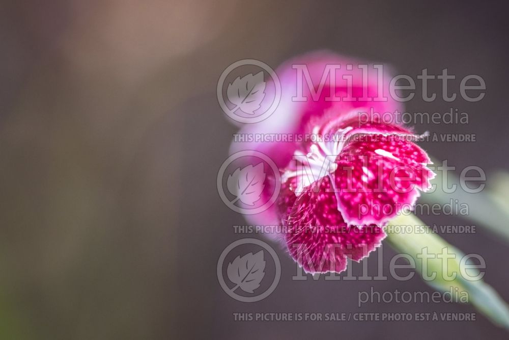 Dianthus Snaps in Wine (Carnation China Pinks) 2