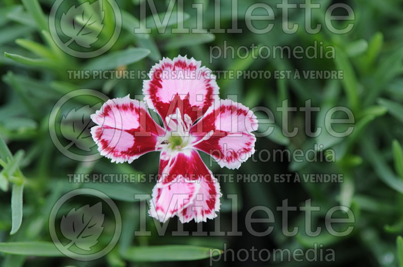 Dianthus Spotty (Garden Pinks) 1