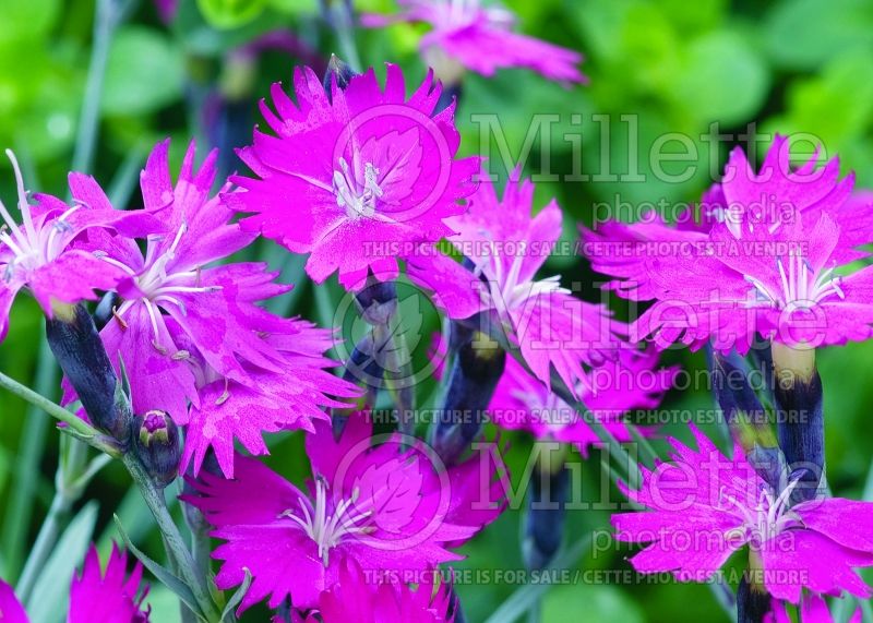 Dianthus Wicked Witch (Garden Pinks) 2