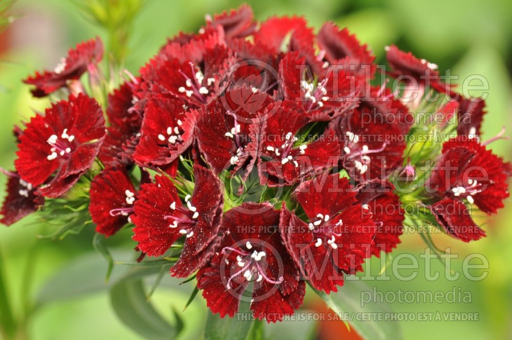 Dianthus Heart Attack (Sweet William) 2 