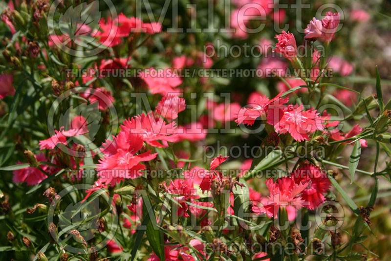 Dianthus Ideal Select Salmon (Pink) 1