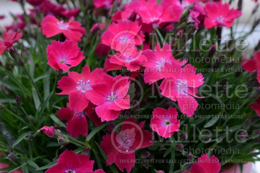 Dianthus Kahori Scarlet (Garden Pinks) 1