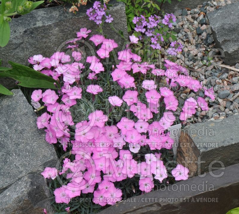 Dianthus La Bourbrille (Garden Pinks) 1