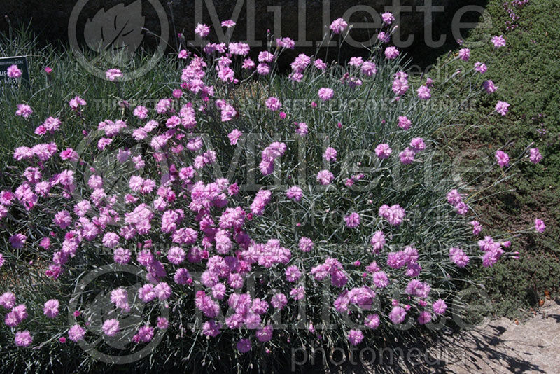 Dianthus Mountain Mist (Pink)  1