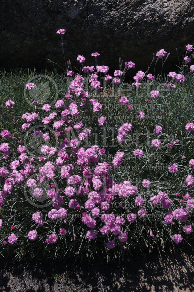 Dianthus Mountain Mist (Pink)  2