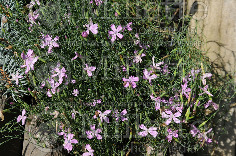 Dianthus nardiformis (Dianthus Pinks) 1 