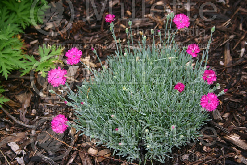 Dianthus Neon Star (Garden Pinks) 1